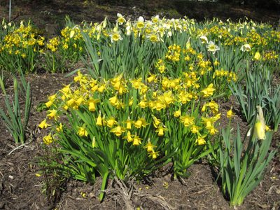 Look, daffodils!  These are also blooming all over Olywa.