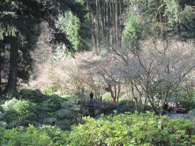 Looking into the Japanese Garden (...