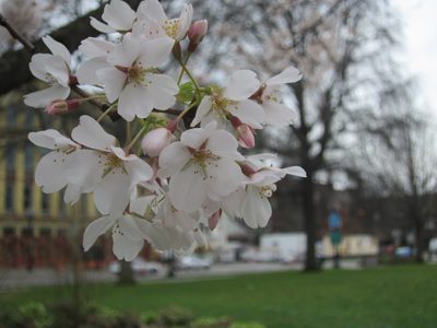 The blossoms are pretty.
