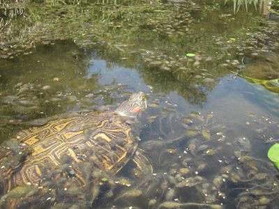 One of my favorite places on the UT campus: the turtle...