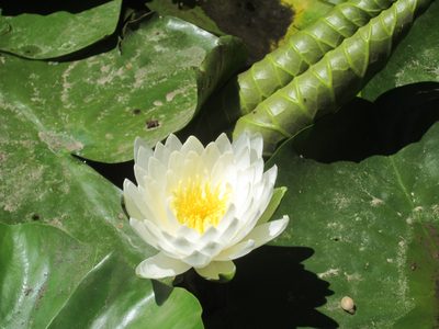 There were lots of lilies in bloom on the pond.