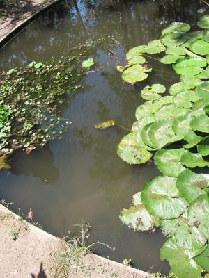 See all the fishes pointed in one direction?  Jay is...