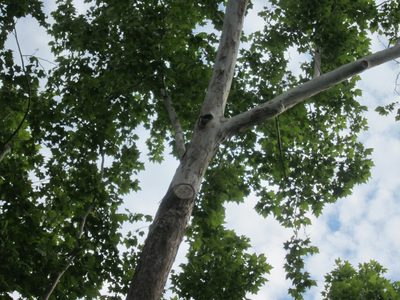 We have a new resident in the big sycamore tree in the...