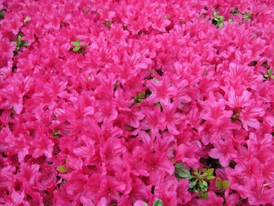 More azaleas, with really big flowers.