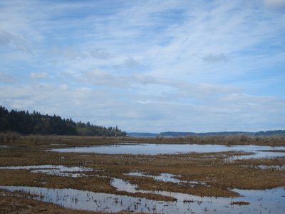 One last look out at the marshes and the end of the boardwalk.