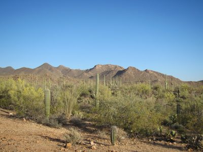 Looking at the Tucson Mountains from Saguaro National...