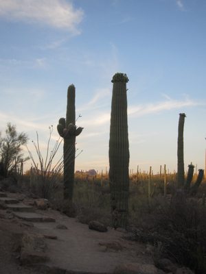 Mom's pictures a few weeks back did not lie - the desert...