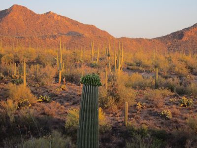 The saguaros looked more than a little silly with so...