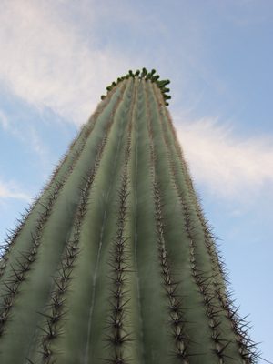 Looking up the saguaro.