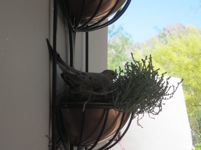 Now back to the house - a dove had roosted just outside...
