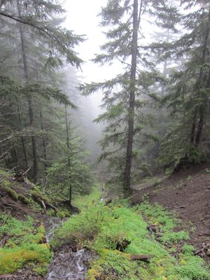 I wonder what lies through those trees, through the fog...