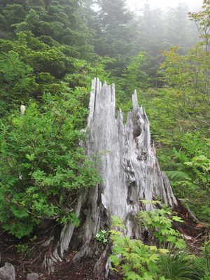 A cool old dead stump.