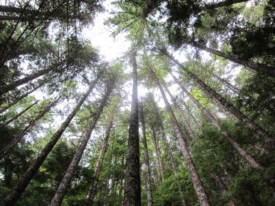 Looking up into the trees.