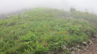 The final push for the summit was through a nice field...