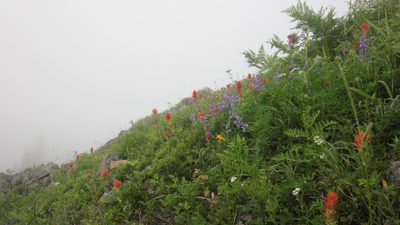 Apparently this is the best time of year for wildflowers.