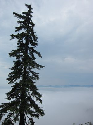 A lone tree in front of a lot of clouds.  I think Mt...