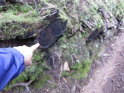 As I said before, this trail was well-kept; here is an...