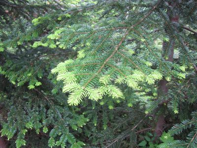The pine trees had fluffy light green tips where they...