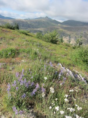 There were nice wildflowers.