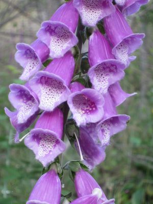 These flowers are all over WA right now - and mainly...