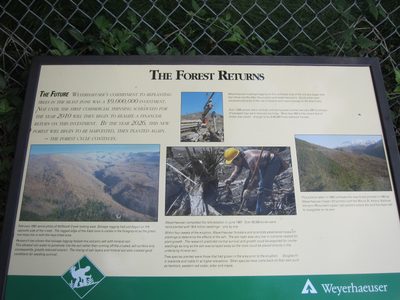 More details on foresting.