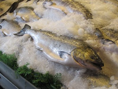 Big ol' salmon waiting to be bought at the Pike Place...