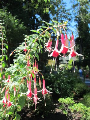 I decided on this visit to Butchart Gardens that...