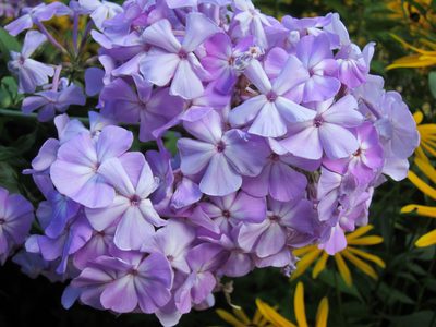 More beautiful colors.