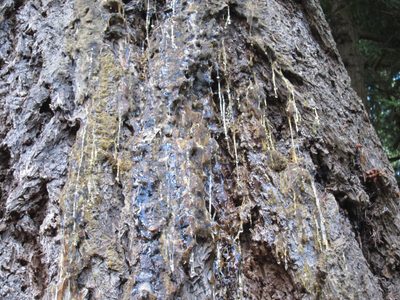 A giant tree was leaking sap.  (St)icky.