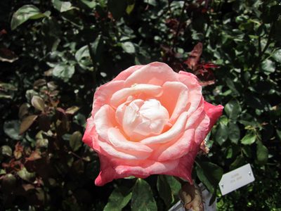 If I captioned every picture of a rose that I took, this...