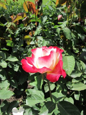 Here's another pretty-colored one.