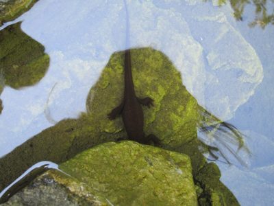 In the Japanese Garden, I caught a salamander of sorts...