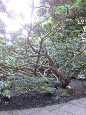 Wow.  Crazy tree.