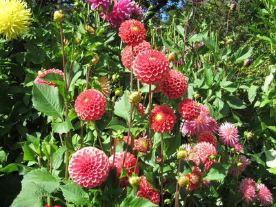I swear each of these blooms was at least the size of a baseball.