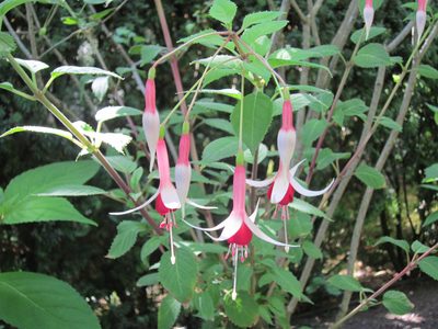 And more fuchsia.  In May, there is a big Northwest...