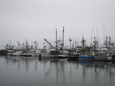 Boats in the port of Westport.  Interestingly, there is...
