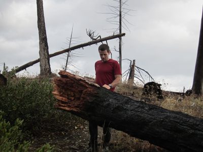 Jay investigates a fallen tree.  There was lots of fire...