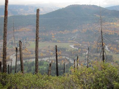 Burned trees and fall colors.