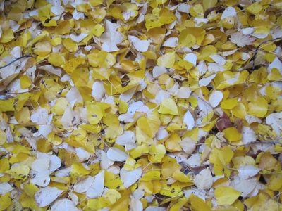 Meanwhile, Catherine photographed the pretty leaves.