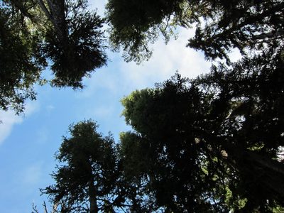 Looking up into the trees above (and the blue sky!).