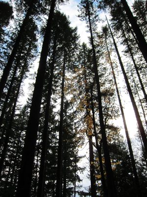 Looking up into the tree tops.