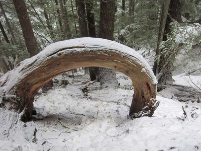 Crazy tree still exists! ...