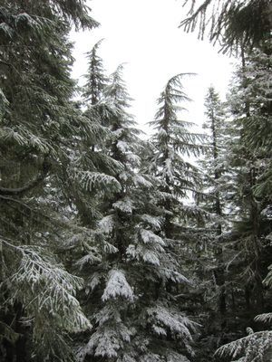 Snow on the treetops.