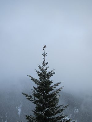 A little birdie landed precariously on the top of this tree.