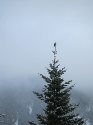 Tweet tweet.