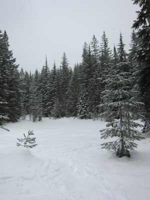 Nearing a big clearing on the trail.