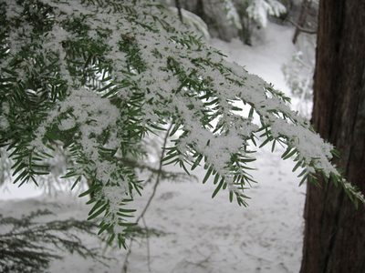 Close-up of a tree branch with snow.