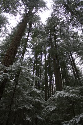 Looking up into the trees.