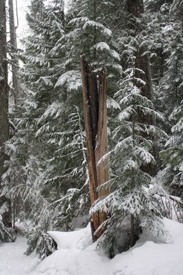 Cool split tree trunk.