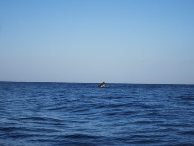 I'd call my first attempt at photographing a whale...